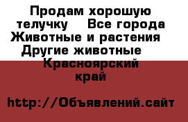 Продам хорошую телучку. - Все города Животные и растения » Другие животные   . Красноярский край